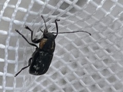 Pachybrachis luridus