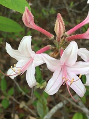 Rhododendron atlanticum