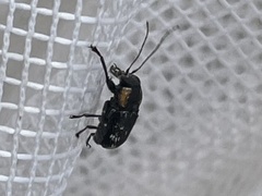 Pachybrachis luridus