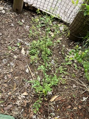 Youngia thunbergiana