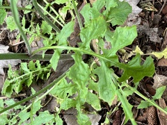 Youngia thunbergiana