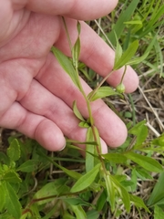 Astranthium integrifolium
