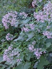 Peteravenia malvifolia