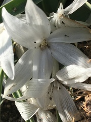 Leucocrinum montanum