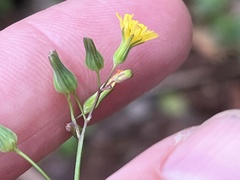 Youngia thunbergiana