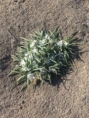 Leucocrinum montanum