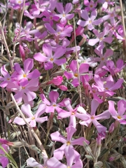 Phlox stansburyi