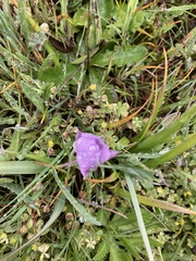 Calochortus uniflorus