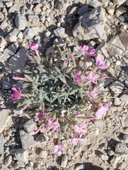 Phlox stansburyi