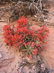 Castilleja scabrida scabrida