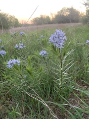 Amsonia ciliata texana