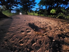 Trachemys stejnegeri