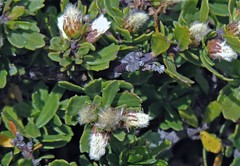 Baccharis magellanica