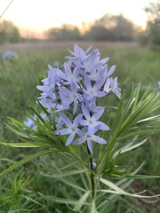 Amsonia ciliata texana