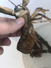 Procambarus gracilis