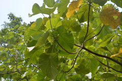 Macaranga thompsonii