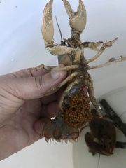 Procambarus gracilis