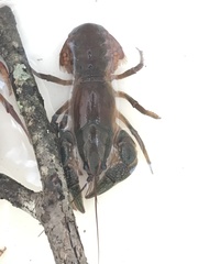 Procambarus gracilis