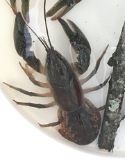 Procambarus gracilis