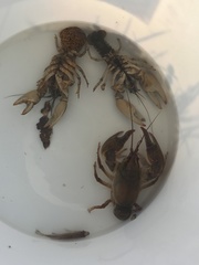 Procambarus gracilis