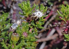 Senecio tricuspidatus