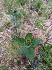 Eupatorium pilosum