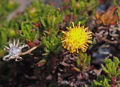 Senecio tricuspidatus