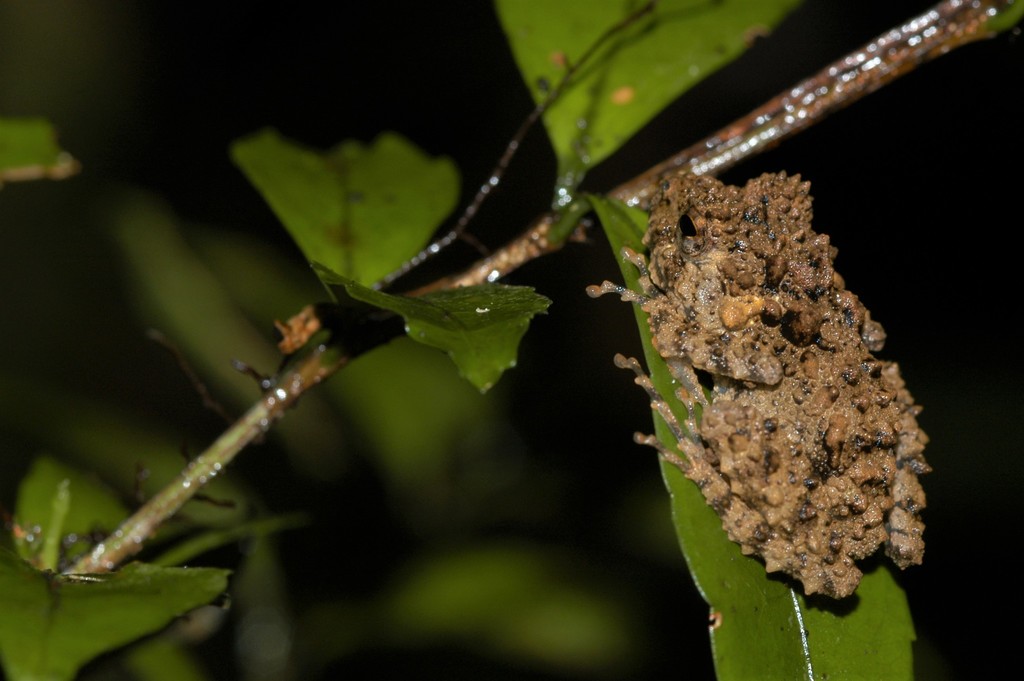Gephyromantis oelkrugi