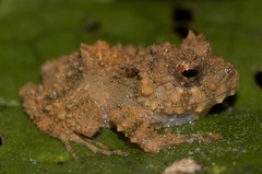 Gephyromantis malagasius