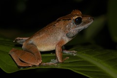 Gephyromantis luteus