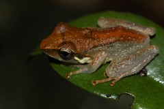Guibemantis