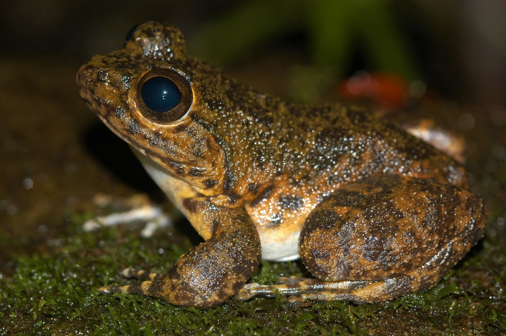 Grandidier's Madagascar Frog