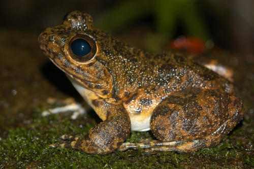 Grandidier's Madagascar Frog