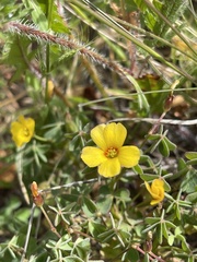 Oxalis californica