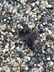 Paracardiophorus