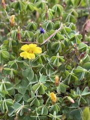 Oxalis californica