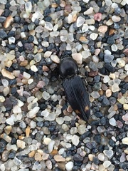 Paracardiophorus