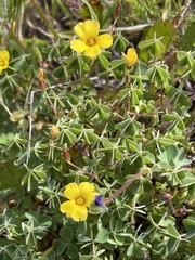 Oxalis californica
