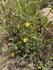 Oxalis californica