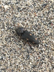 Paracardiophorus