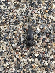 Paracardiophorus