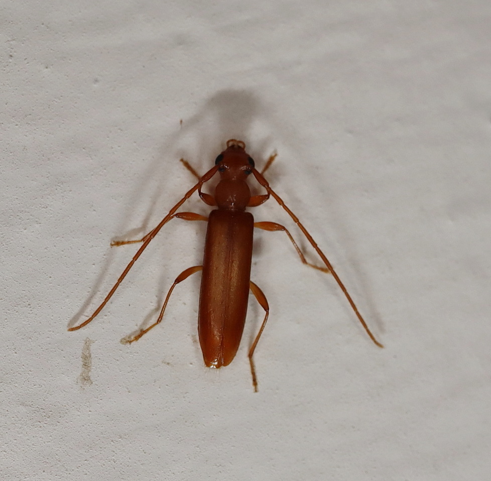Notoceresium elongatum