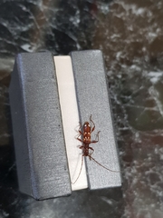 Coptocercus biguttatus