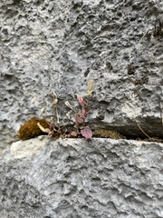 Erythranthe taylorii