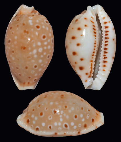 Beck's cowrie