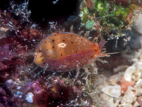 Cypraea beckii observed 2007-05-28