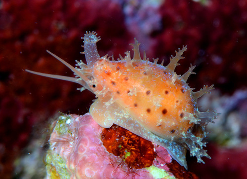 Cypraea beckii observed 2016-04-09