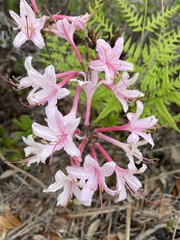 Rhododendron atlanticum