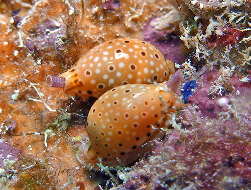 Cypraea beckii observed 2008-10-18
