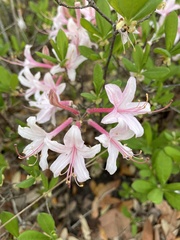 Rhododendron atlanticum